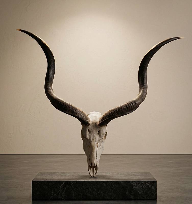 African Kudu skull  horns